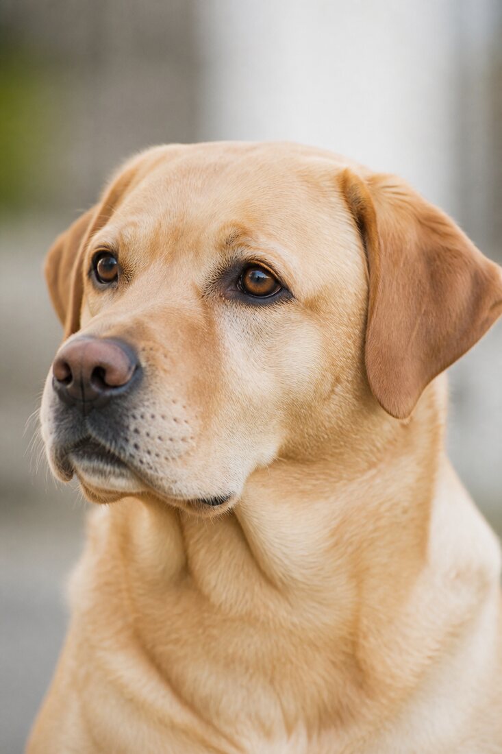 Original photograph of a Labrador