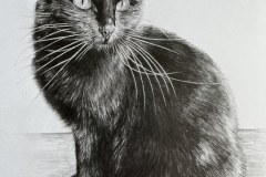 Single-cat-pencil-portrait