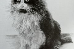 black-and-white-cat-drawing