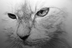 cat-pencil-pet-drawing