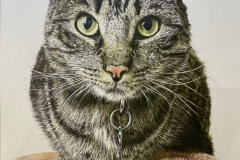 cat-pet-pencil-portrait-colour