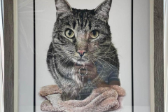colour-cat-pencil-portrait