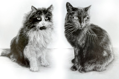 pet-pencil-portrait-cats-black-and-white
