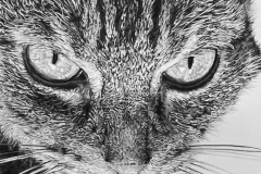 realistic-cat-pencil-portrait