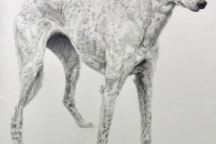 Dog-Pencil-Portrait-Black-and-White