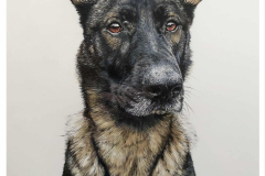 Dog-Pencil-Portrait-Colour