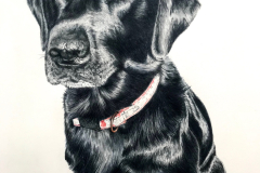 Dog-Pencil-portrait-Black-Lab