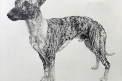 Dog-Pet-Pencil-Portrait-Drawing