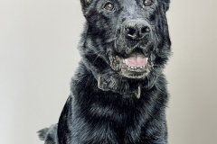 Dog-Pet-Pencil-Portrait-German-Shepherd