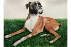 Dog-pencil-portrait-boxer