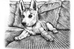 Pencil-Portrait-Drawing-of-Husky-dog