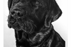 Pet-Pencil-Portait-chester