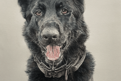 Pet-Pencil-Portrait-Drawing-Alsation