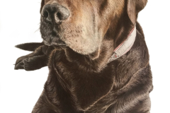 Pet-Pencil-Portrait-Drawing-Brown-Lab