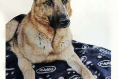 Pet-Pencil-Portrait-drawing-in-colour