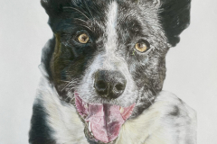 Pet-Pencil-Portrait-of-Collie