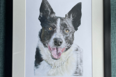 Pet-Pencil-Portraits-Framed