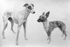 Pet-Pencil-Portraits-Lurchers