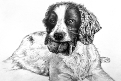 dog-portrait-drawing-Springer