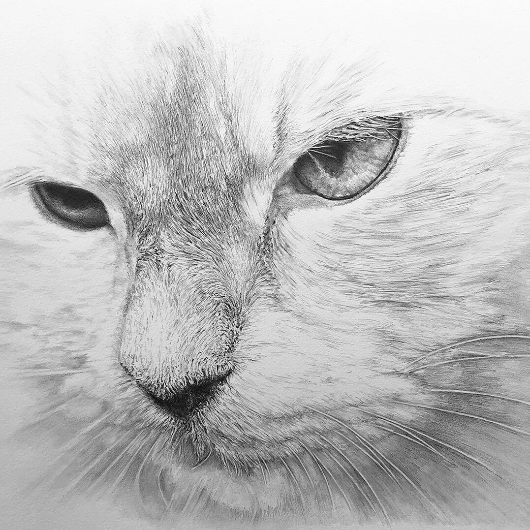 close up of black and white cat drawing