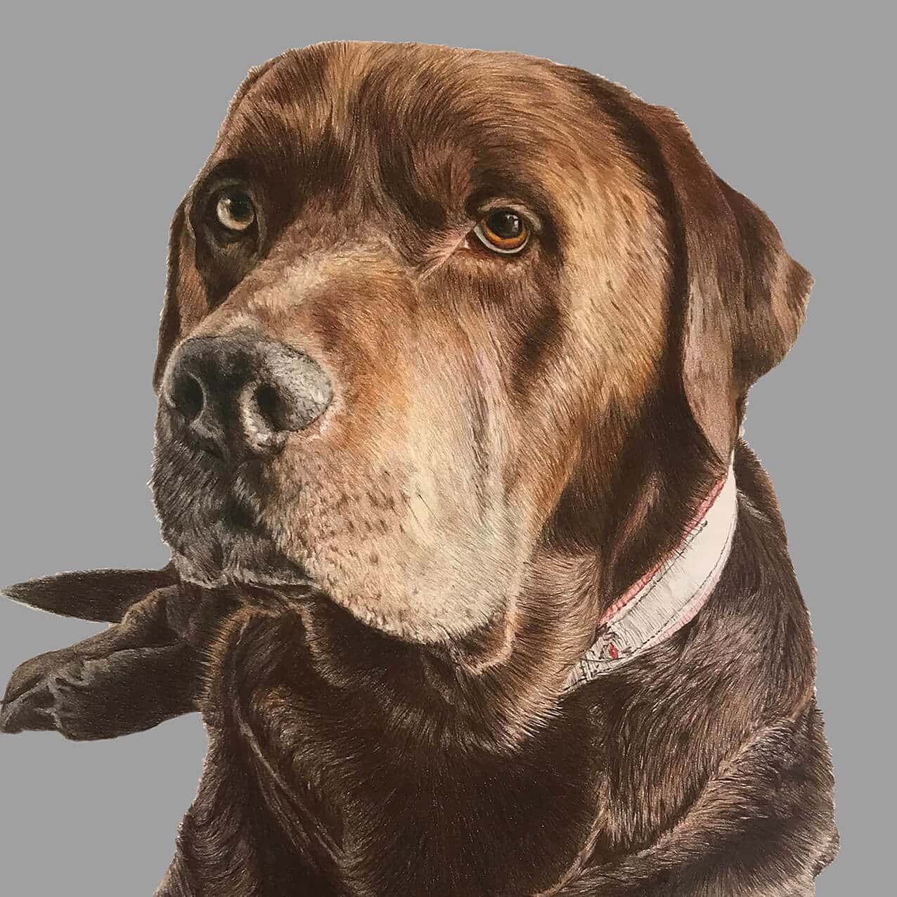 dog portrait drawing - brown labrador