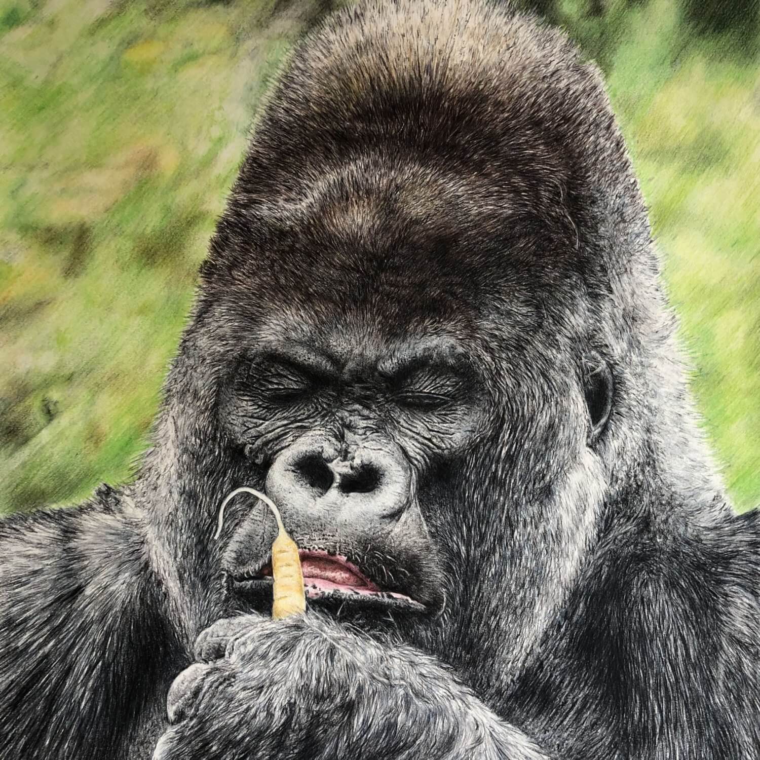 Full colour Wildlife pencil drawing of Nico the gorilla