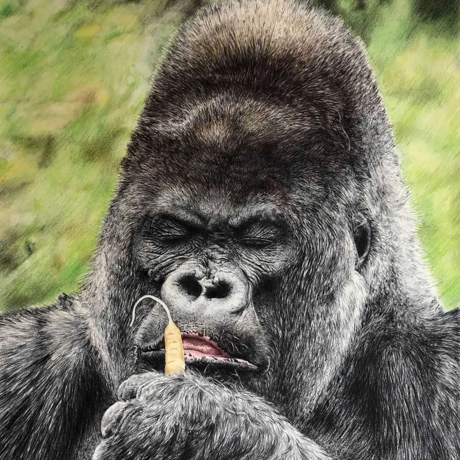 Full colour Wildlife pencil drawing of Nico the gorilla