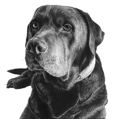 Drawing of labrador dog isolated