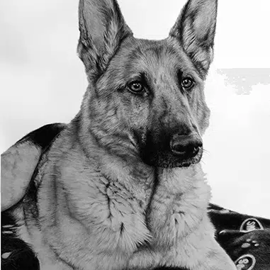 drawings of german shepherd dog