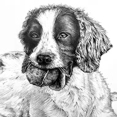 Springer spaniel pet portrait in pencil