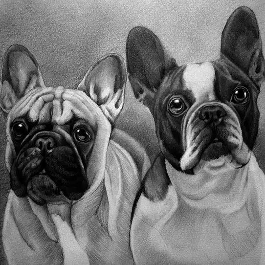 french bulldog pet portraits in pencil