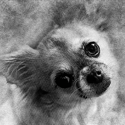 black and white dog portrait in pencil