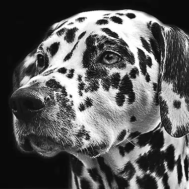 dalmation pencil portrait in black and white