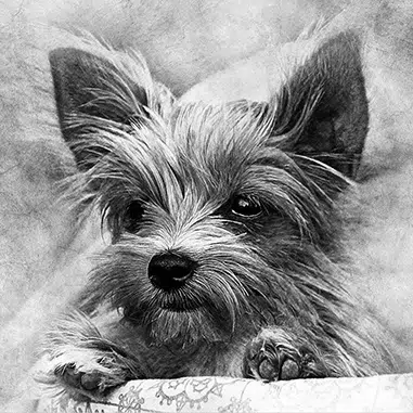 graphite pet portrait of yorkie terrier