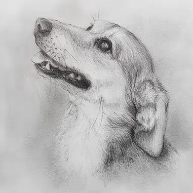 HOW DO I ORDER A PET PENCIL PORTRAIT DRAWING?