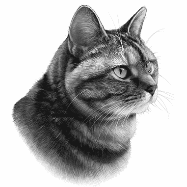 black and white bengal cat drawing