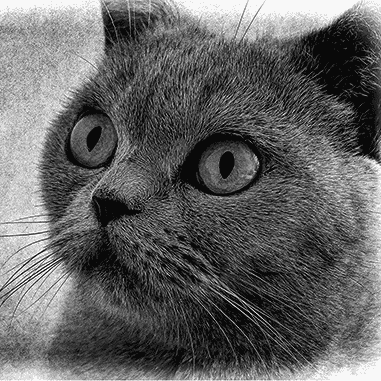 black and white cat drawing