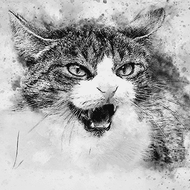 black and white cat pencil drawing