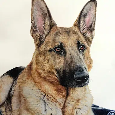 DOG PENCIL DRAWING