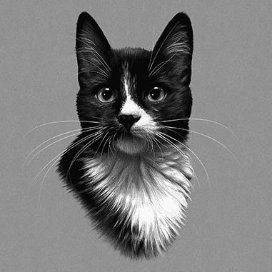 snowshoe cat drawing in black and white