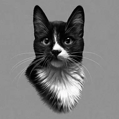snowshoe cat drawing in black and white