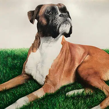PET PORTRAITS FROM PHOTOGRAPHS