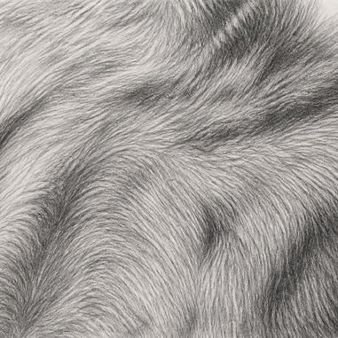 How to draw realistic animal fur in graphite pencil